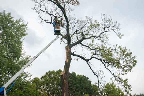 Best Tree Disease Treatment  in Eaton, CO